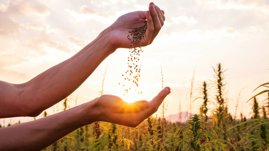 How Hemp Can Help with Anxiety: The Natural Solution You've Been Looking For